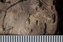 uc 271 a fossil3
