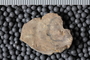 uc 271 a fossil4