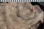uc 271 a fossil5