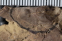 uc 273 a fossil2