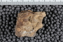 UC 27799 a fossil4