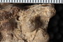 UC 27799 a fossil5