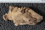 UC 45240 fossil2