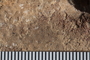 UC 45240 fossil3