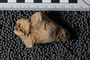 UC 45240 fossil4