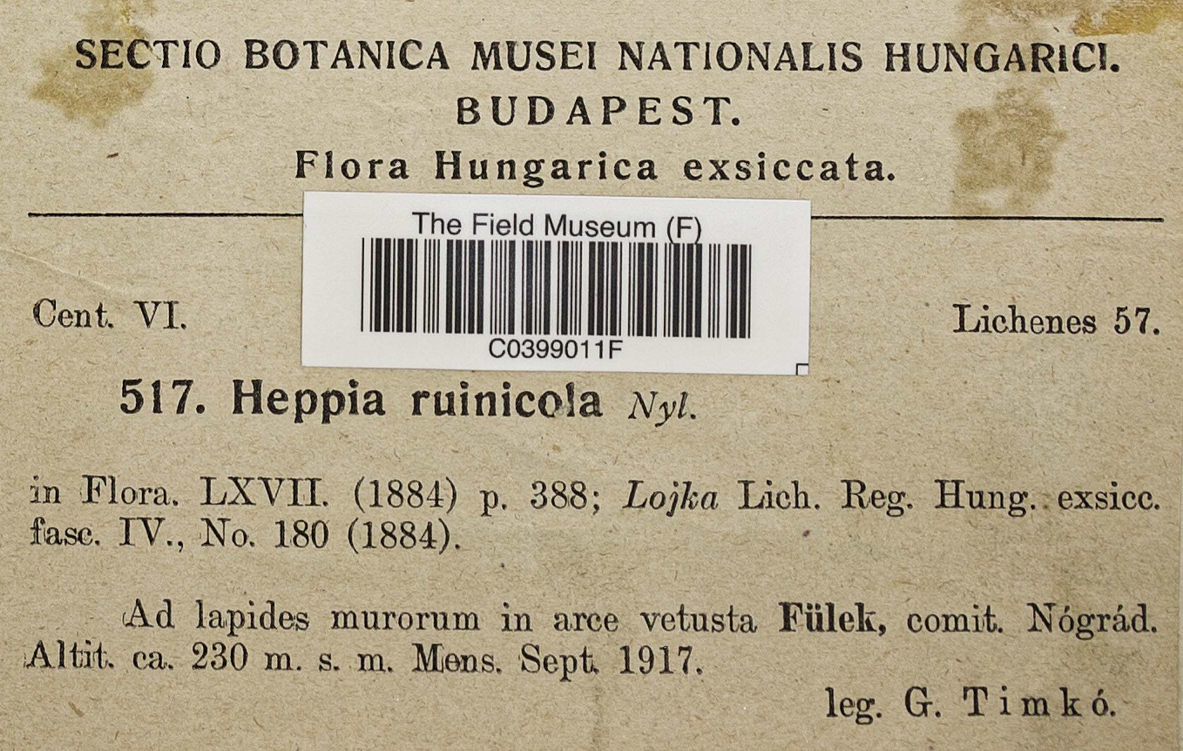Heppia ruinicola image