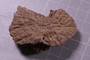 PE 24632 fossil