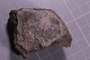 PE 24634 fossil