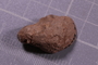 PE 24636 fossil