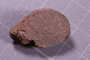 PE 24636 fossil2
