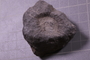 PE 24644 fossil2