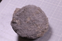 PE 24648 fossil2