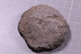 PE 24650 fossil