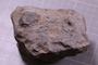 PE 24656 fossil