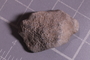 PE 24662 fossil
