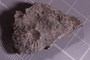 PE 24669 fossil