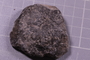 PE 24673 fossil