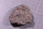 PE 24673 fossil2
