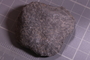 PE 24678 fossil