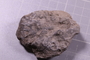 PE 24679 fossil
