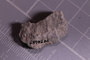 PE 24685 fossil