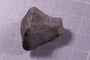 PE 24687 fossil