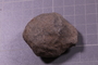 PE 24689 fossil