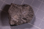 PE 24703 fossil