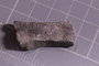 PE 24707 fossil