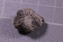 PE 24709 fossil