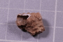 PE 24711 fossil