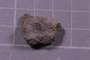 PE 24714 fossil