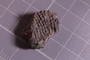 PE 24715 fossil