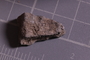 PE 24718 fossil