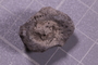 PE 24722 fossil