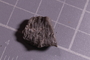 PE 24723 fossil