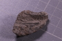 PE 24729 fossil