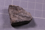 PE 24730 fossil