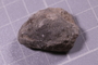 PE 24732 fossil