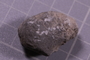 PE 24733 fossil