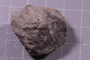 PE 24738 fossil