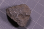 PE 24739 fossil