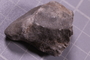 PE 24742 fossil