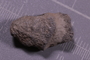 PE 24743 fossil