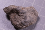 PE 24745 fossil