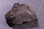 PE 24751 fossil
