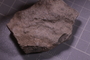 PE 24758 fossil