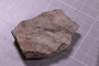 PE 24758 fossil2