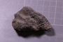 PE 24761 fossil