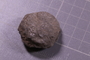 2021 Summer IMLS Ordovician Digitization Project. Sponge fossil